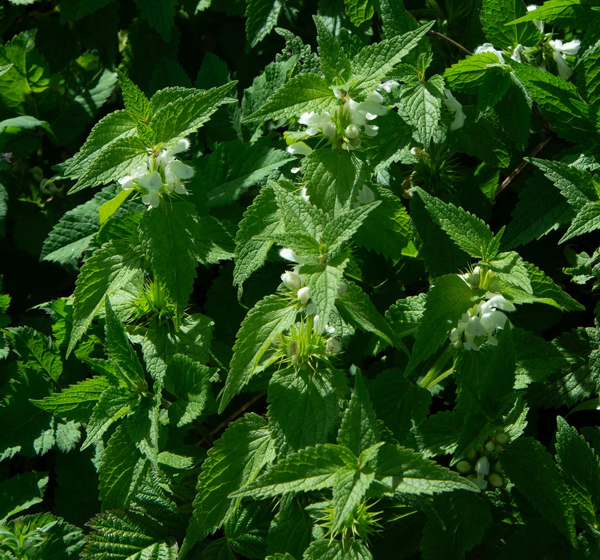 Habitus